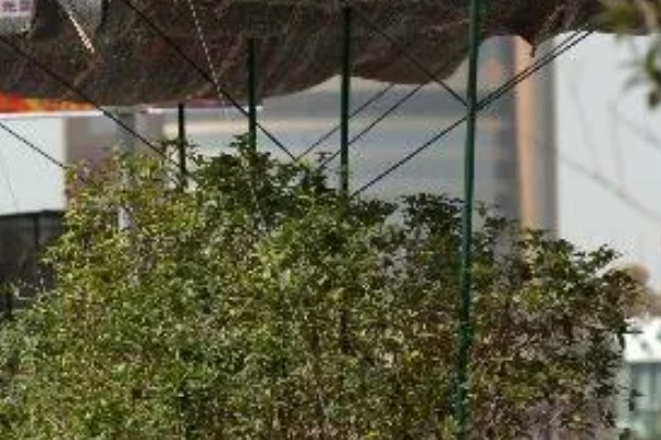 桂花开花能浇水吗,桂花开花能浇水