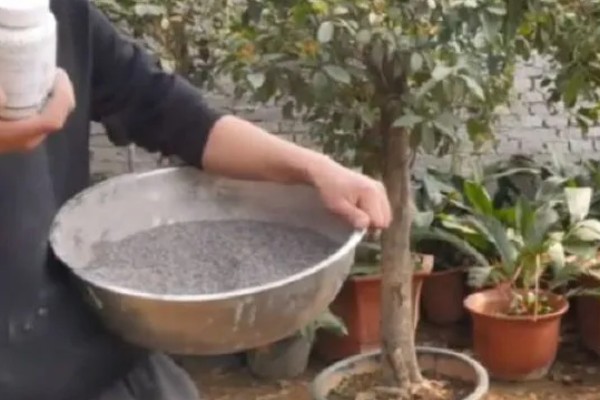 桂花开花能浇水吗,桂花开花能浇水