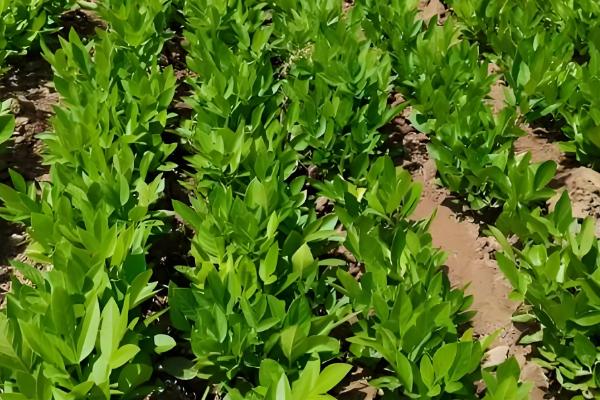 白鲜皮的种植技术，移栽田需要经常松土除草