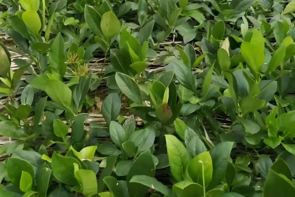 白鲜皮的种植技术，移栽田需要经常松土除草