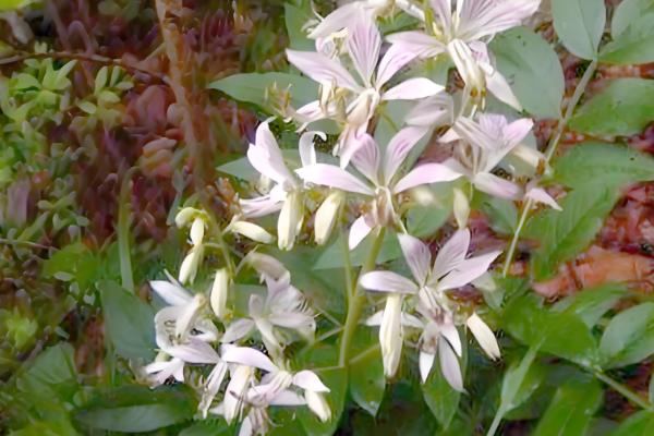白鲜皮的种植技术，移栽田需要经常松土除草
