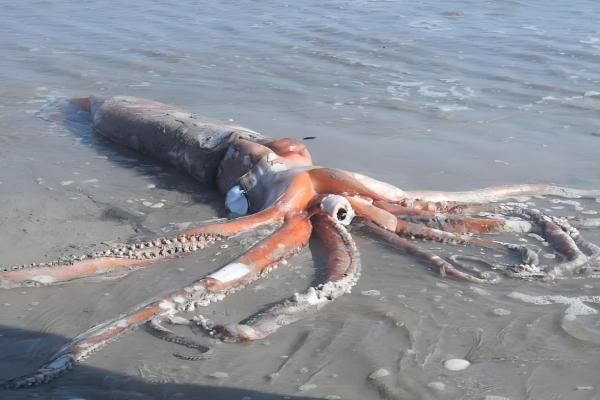 大王乌贼的体型,长度能达到18-20米左右