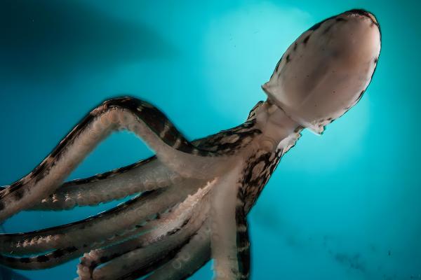 大王乌贼的体型,长度能达到18-20米左右