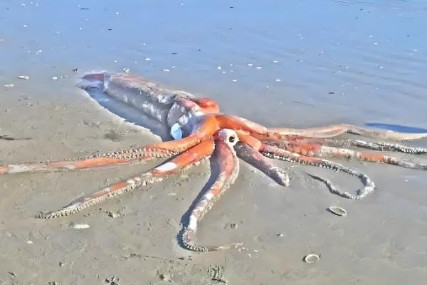 大王乌贼的体型,长度能达到18-20米左右