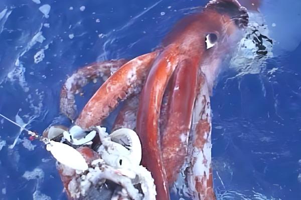 大王乌贼的体型,长度能达到18-20米左右