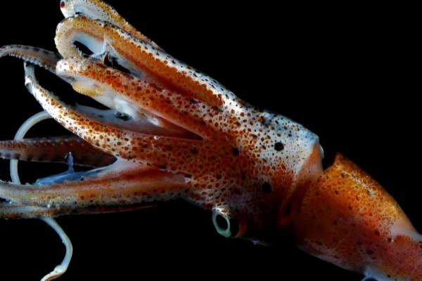 大王乌贼的体型,长度能达到18-20米左右