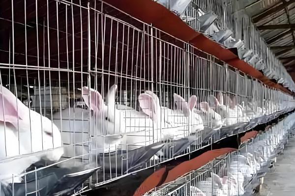 兔子为何患上传染性鼻炎，常见以下8个原因