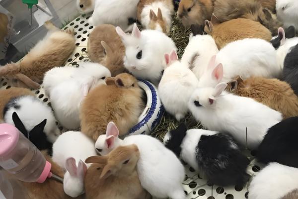 兔子为何患上传染性鼻炎，常见以下8个原因