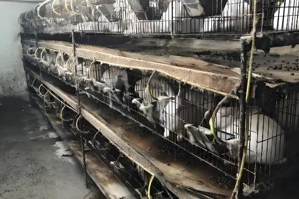 兔子为何患上传染性鼻炎，常见以下8个原因