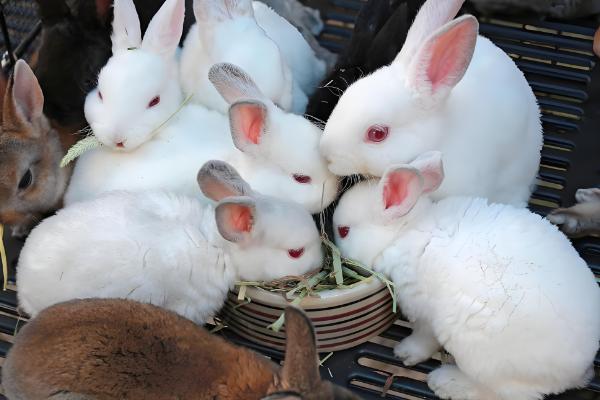 兔子为何患上传染性鼻炎，常见以下8个原因