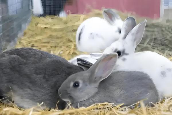 兔子为何患上传染性鼻炎，常见以下8个原因