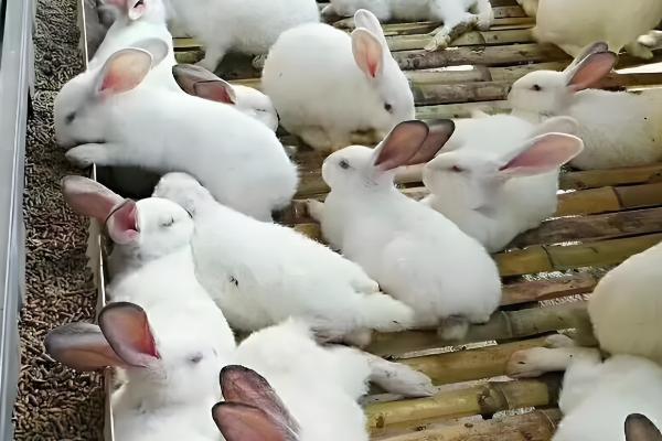 兔子为何患上传染性鼻炎，常见以下8个原因