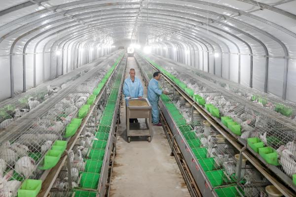 兔子为何患上传染性鼻炎，常见以下8个原因