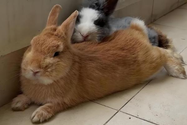 兔子为何患上传染性鼻炎，常见以下8个原因