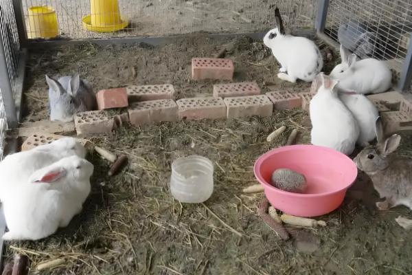 兔子为何患上传染性鼻炎，常见以下8个原因