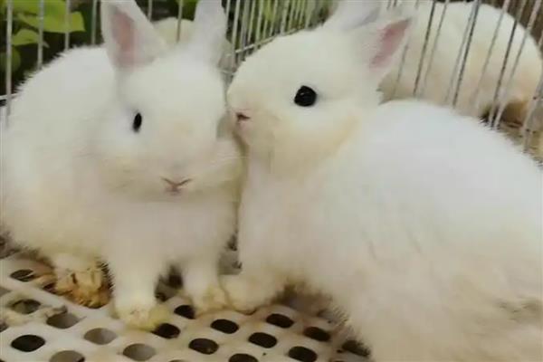 兔子患病有何症状，具有精神沉郁、身体消瘦等表现