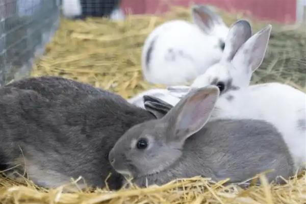 兔子患病有何症状，具有精神沉郁、身体消瘦等表现