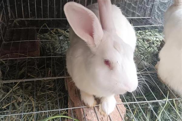 兔子患病有何症状，具有精神沉郁、身体消瘦等表现