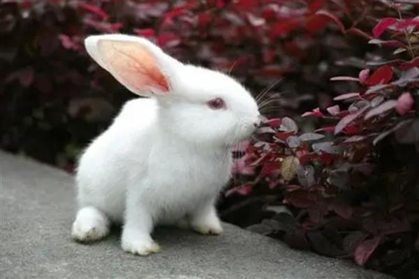兔子患病有何症状，具有精神沉郁、身体消瘦等表现