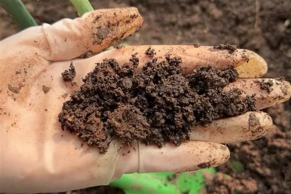 花叶蔓长春怎么养殖,每隔10天追施一次肥料