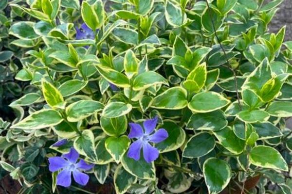 花叶蔓长春怎么养殖,每隔10天追施一次肥料