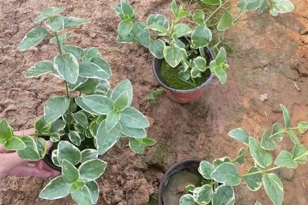 花叶蔓长春怎么养殖,每隔10天追施一次肥料