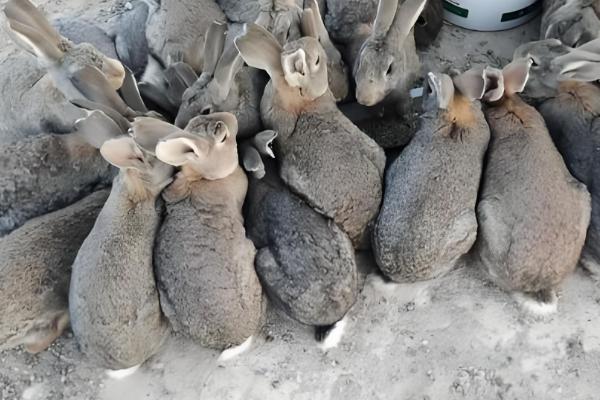 兔子为何患上传染性鼻炎，常见以下8个原因