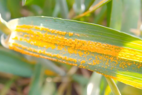小麦条锈病的发病症状,叶面出现鲜黄色夏孢子堆