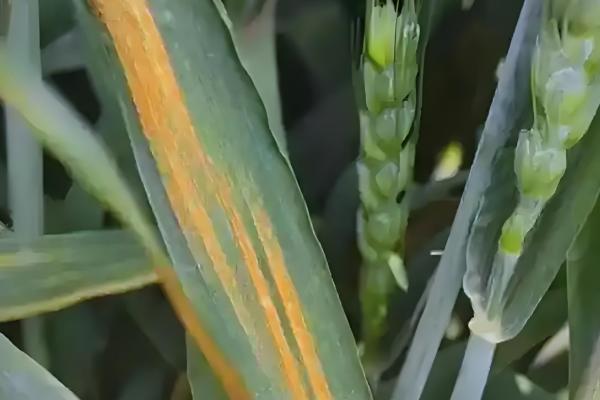 小麦条锈病的发病症状,叶面出现鲜黄色夏孢子堆