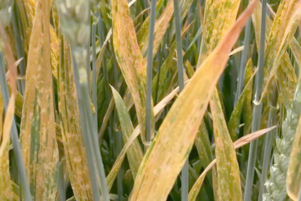 小麦条锈病的发病症状,叶面出现鲜黄色夏孢子堆