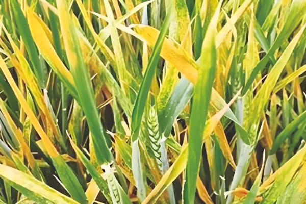 小麦条锈病的发病症状,叶面出现鲜黄色夏孢子堆
