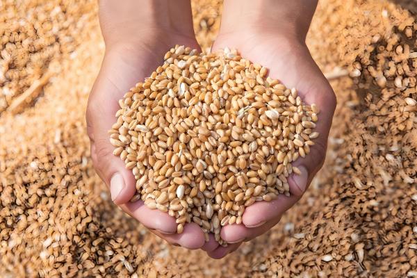 小麦条锈病的发病症状,叶面出现鲜黄色夏孢子堆