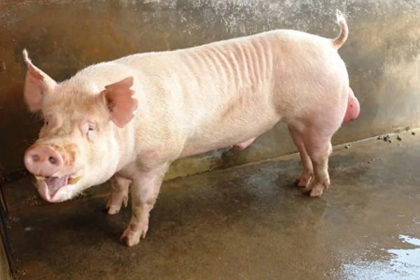 零下20度猪会不会死亡，猪一般会被冻死