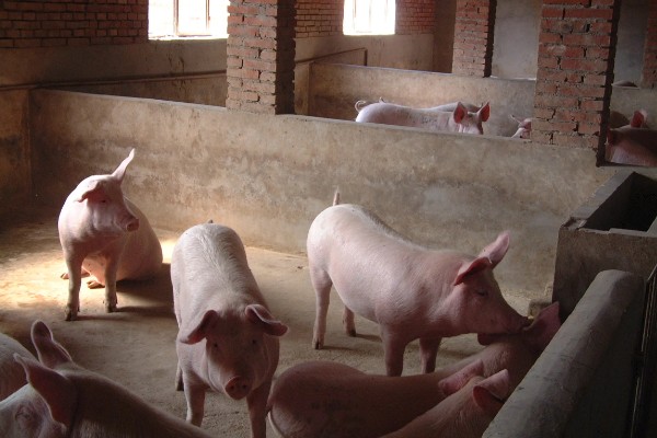 零下20度猪会不会死亡，猪一般会被冻死