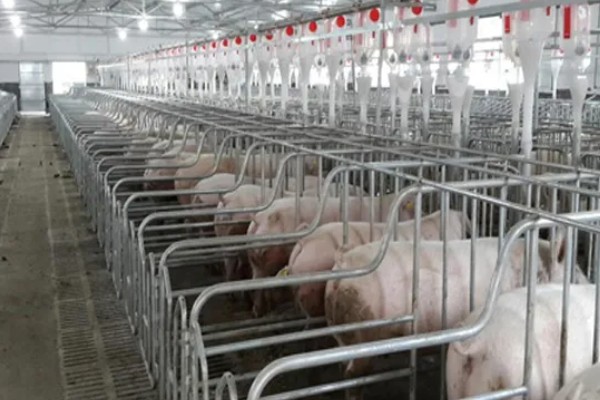 零下20度猪会不会死亡，猪一般会被冻死