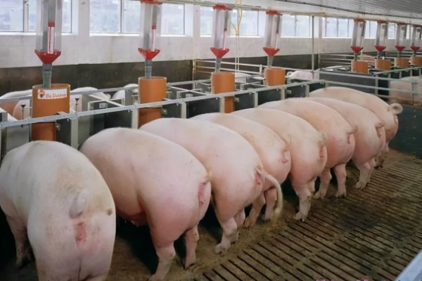 零下20度猪会不会死亡，猪一般会被冻死