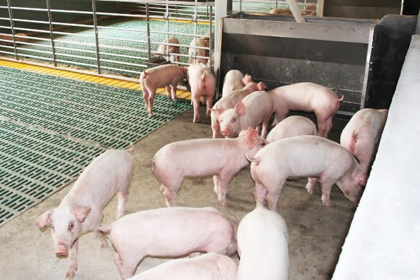 零下20度猪会不会死亡，猪一般会被冻死