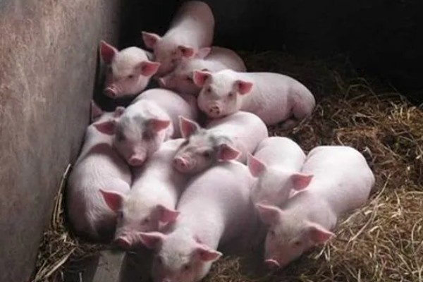 零下20度猪会不会死亡，猪一般会被冻死