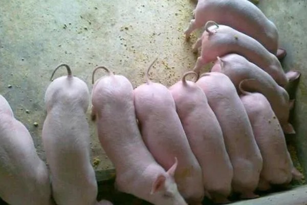 零下20度猪会不会死亡，猪一般会被冻死