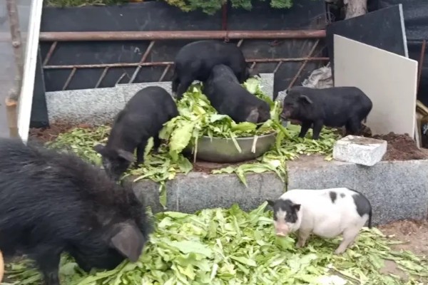 零下20度猪会不会死亡，猪一般会被冻死