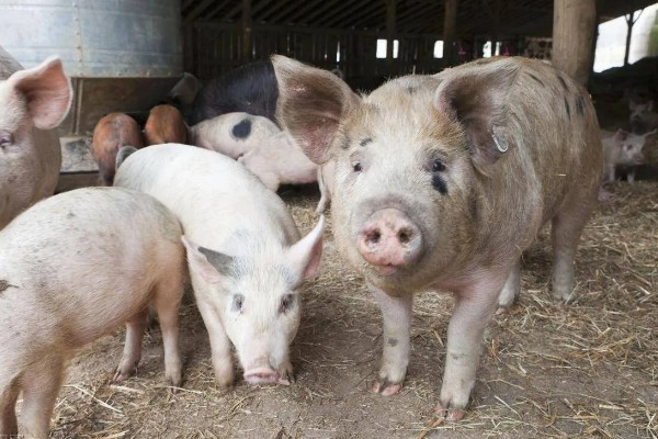 零下20度猪会不会死亡，猪一般会被冻死