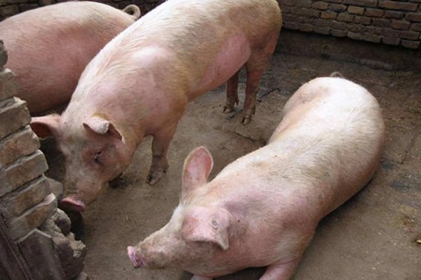 零下20度猪会不会死亡，猪一般会被冻死