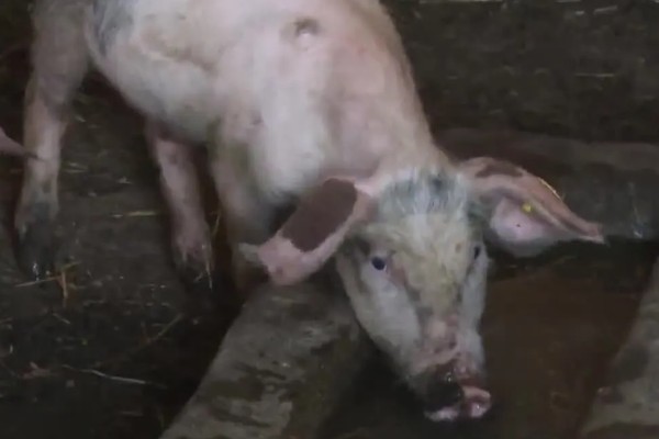 零下20度猪会不会死亡，猪一般会被冻死