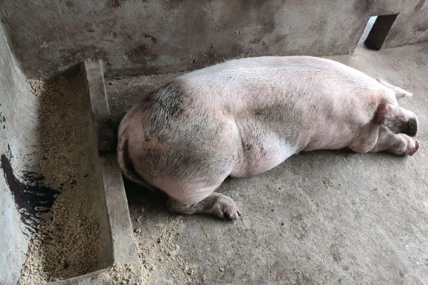 零下20度猪会不会死亡，猪一般会被冻死
