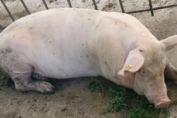 零下20度猪会不会死亡，猪一般会被冻死