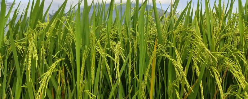 水稻叶尖发黄干枯的原因，可能是得了叶尖枯病