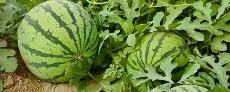 西瓜坐果期怎么浇水施肥，增施氮肥和钾肥可促进果实膨大