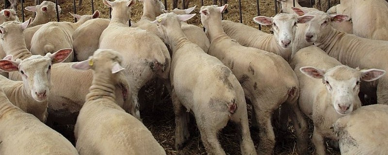 羊有什么特点,喜欢成群活动