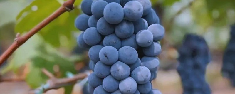 蓝莓葡萄的价格,一斤需要20-30元左右