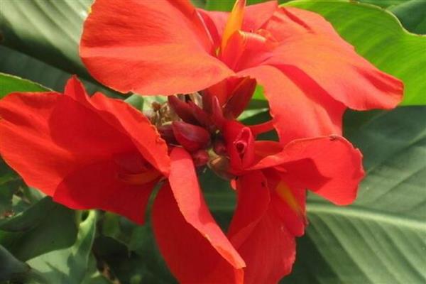 红花蕉有什么花语,代表坚实的未来